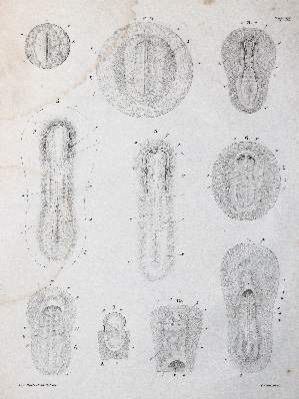 Große Abbildung Nr.3: 141-1751 Reichert,K.B.: (Zoologie)
