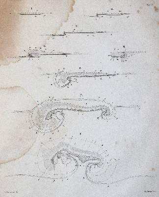 Große Abbildung Nr.4: 141-1751 Reichert,K.B.: (Zoologie)