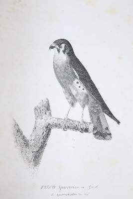 Große Abbildung Nr.2: 141-1752 Sagra,R.de la.: (Zoologie)