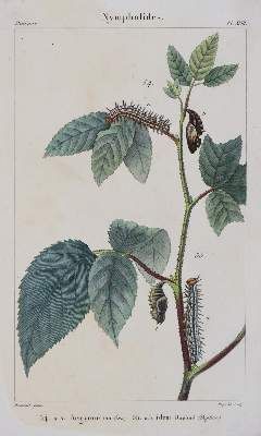 Große Abbildung Nr.5: 141-1753 Godart,J. u. P.Duponchel.: (Zoologie, Schmetterlinge)