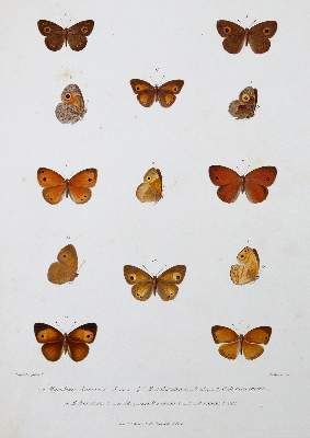 Große Abbildung Nr.1: 141-1754 Mabille,P.: (Zoologie, Schmetterlinge)
