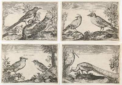 Große Abbildung Nr.3: 141-1755 Briot, Marie.: (Zoologie, Vögel)