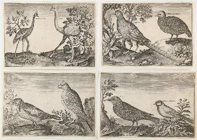 Große Abbildung Nr.5: 141-1755 Briot, Marie.: (Zoologie, Vögel)