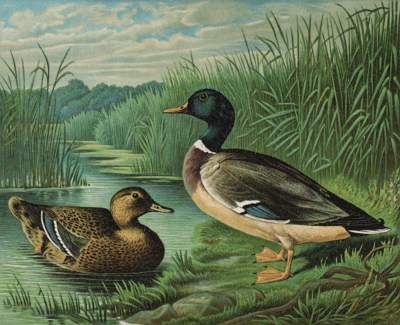 Große Abbildung Nr.1: 141-1756 Maar,A.: (Zoologie, Vögel, Enten)