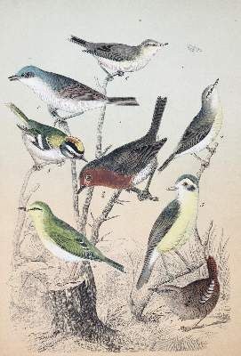 Große Abbildung Nr.3: 141-1757 Friderich,C.B.: (Zoologie, Vögel)