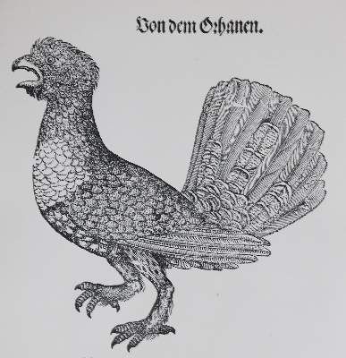 Große Abbildung Nr.1: 141-1758 Gessner,C.: (Zoologie, Vögel)