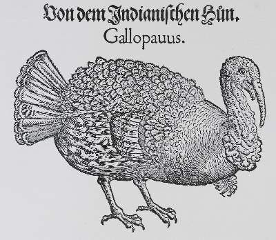 Große Abbildung Nr.2: 141-1758 Gessner,C.: (Zoologie, Vögel)