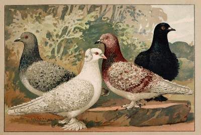 Große Abbildung Nr.5: 141-1761 Schachtzabel,E.: (Zoologie, Vögel, Tauben)