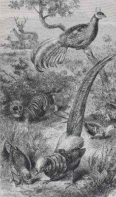 Große Abbildung Nr.1: 141-1763 Wallace,A.R.: (Zoologie)