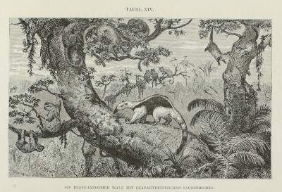 Große Abbildung Nr.6: 141-1763 Wallace,A.R.: (Zoologie)