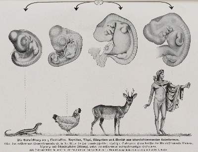 Große Abbildung Nr.1: 141-1768 Kahn,F.: (Verschiedene Gebiete - Varia, Anthropologie)