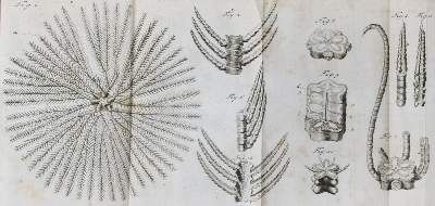 Große Abbildung Nr.3: 141-1800 (Adelung,J.C.).: (Verschiedene Gebiete - Varia, Chemie)