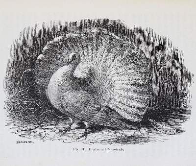 Große Abbildung Nr.2: 141-1809 Darwin,C.: (Verschiedene Gebiete - Varia)