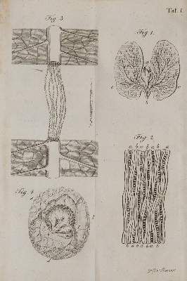Große Abbildung Nr.3: 141-1810 Darwin,E.: (Verschiedene Gebiete - Varia)
