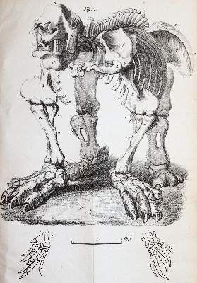 Große Abbildung Nr.3: 141-1825 Buckland,W.: (Verschiedene Gebiete - Varia, Geologie - Mineralogie u. Paläontologie)