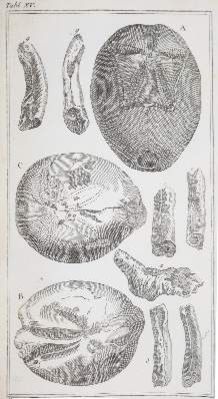Große Abbildung Nr.2: 141-1829 Klein,T.: (Verschiedene Gebiete - Varia, Geologie - Mineralogie u. Paläontologie)
