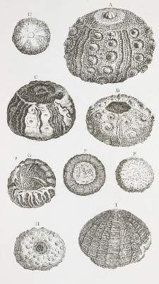 Große Abbildung Nr.3: 141-1829 Klein,T.: (Verschiedene Gebiete - Varia, Geologie - Mineralogie u. Paläontologie)