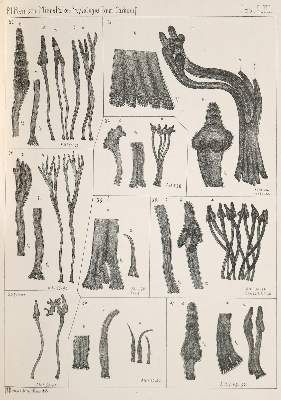 Große Abbildung Nr.1: 141-1831 Reinsch,P.F.: (Verschiedene Gebiete - Varia, Geologie - Mineralogie u. Paläontologie)