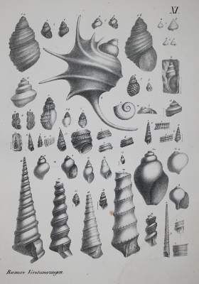 Große Abbildung Nr.1: 141-1832 Roemer,F.A.: (Verschiedene Gebiete - Varia, Geologie - Mineralogie u. Paläontologie)