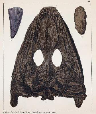 Große Abbildung Nr.3: 141-1833 Schmidt,F.A.: (Verschiedene Gebiete - Varia, Geologie - Mineralogie u. Paläontologie)
