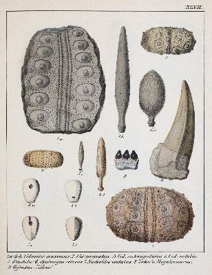 Große Abbildung Nr.4: 141-1833 Schmidt,F.A.: (Verschiedene Gebiete - Varia, Geologie - Mineralogie u. Paläontologie)