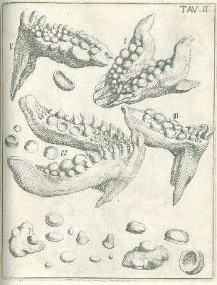 Große Abbildung Nr.2: 141-1835 Scilla,A.: (Verschiedene Gebiete - Varia, Geologie - Mineralogie u. Paläontologie)
