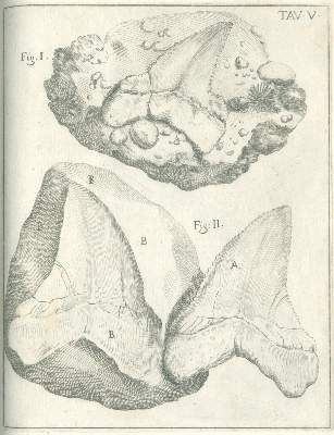 Große Abbildung Nr.3: 141-1835 Scilla,A.: (Verschiedene Gebiete - Varia, Geologie - Mineralogie u. Paläontologie)