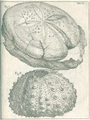 Große Abbildung Nr.5: 141-1835 Scilla,A.: (Verschiedene Gebiete - Varia, Geologie - Mineralogie u. Paläontologie)