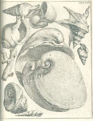 Große Abbildung Nr.6: 141-1835 Scilla,A.: (Verschiedene Gebiete - Varia, Geologie - Mineralogie u. Paläontologie)