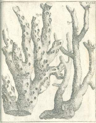 Große Abbildung Nr.7: 141-1835 Scilla,A.: (Verschiedene Gebiete - Varia, Geologie - Mineralogie u. Paläontologie)