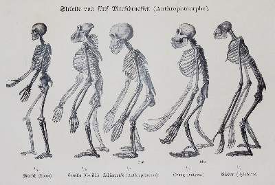 Große Abbildung Nr.3: 141-1839 Haeckel,E.: (Verschiedene Gebiete - Varia)