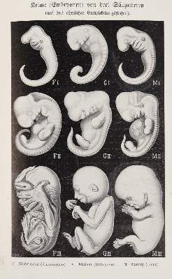 Große Abbildung Nr.4: 141-1839 Haeckel,E.: (Verschiedene Gebiete - Varia)