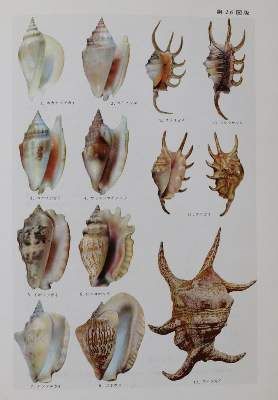 Große Abbildung Nr.3: 141-1843 Hoikusha Illustrated Natural History: (Verschiedene Gebiete - Varia)