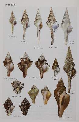 Große Abbildung Nr.4: 141-1843 Hoikusha Illustrated Natural History: (Verschiedene Gebiete - Varia)
