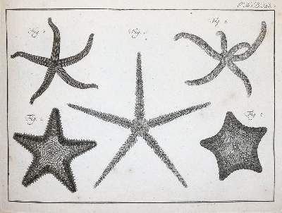 Große Abbildung Nr.5: 141-1893 (LINNE, C. VON,: (Verschiedene Gebiete - Varia)