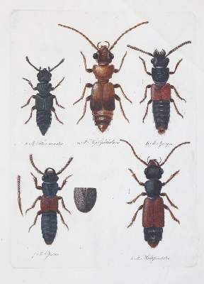Große Abbildung Nr.14: 141-2164 Becker,W.G.: (Deutschland, Sachsen)