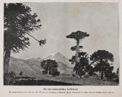 Große Abbildung Nr.3: 141-2423 Storch,H. (Hrsg.).: (Verschiedene Länder - Geschichte, Russland)