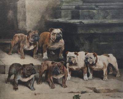 Große Abbildung Nr.52: 141-2502 Konvolut: (Varia, Mops - Bulldogge)