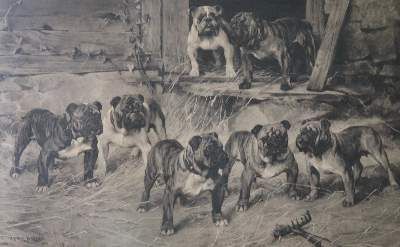 Große Abbildung Nr.6: 141-2502 Konvolut: (Varia, Mops - Bulldogge)