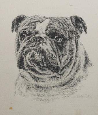 Große Abbildung Nr.90: 141-2502 Konvolut: (Varia, Mops - Bulldogge)