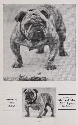 Große Abbildung Nr.3: 141-2503 Konvolut: (Varia, Mops - Bulldogge)