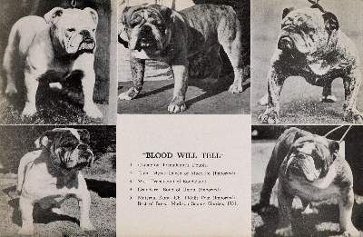 Große Abbildung Nr.4: 141-2503 Konvolut: (Varia, Mops - Bulldogge)