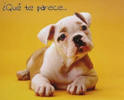 Große Abbildung Nr.2: 141-2504 Sammlung: (Varia, Mops - Bulldogge)