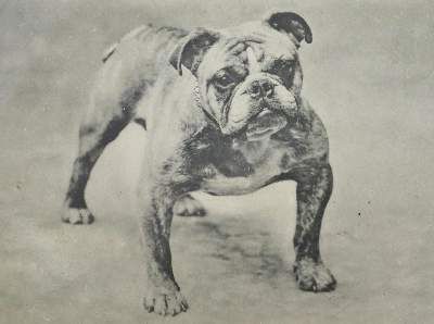 Große Abbildung Nr.3: 141-2504 Sammlung: (Varia, Mops - Bulldogge)