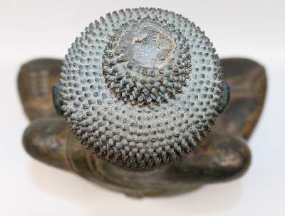 Große Abbildung Nr.22: 141-2567 Buddha Shakyamuni: (Asiatika, Buddha)