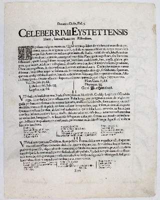 Große Abbildung Nr.2: 141-3036 Fluß-Kreuzkraut, Goldrute, Felberich.: (Varia, Botanik, Besler)