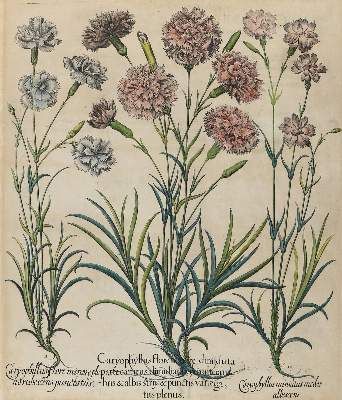 Große Abbildung Nr.1: 141-3037 Gartennelken.: (Varia, Botanik, Besler)