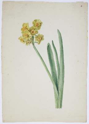 Große Abbildung Nr.1: 141-3040 Blaschek,Franz (1787-1868).: (Varia, Botanik)