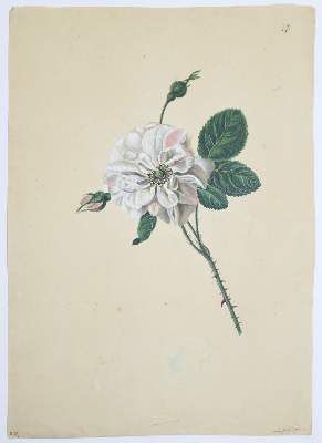 Große Abbildung Nr.1: 141-3041 Blaschek,Franz. (1787-1868).: (Varia, Botanik)