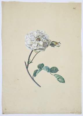 Große Abbildung Nr.2: 141-3041 Blaschek,Franz. (1787-1868).: (Varia, Botanik)